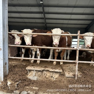 Сţ�� ���T����ţ�� ������ţ�� �����Sţһ�^ �Ĵ��Bţ��