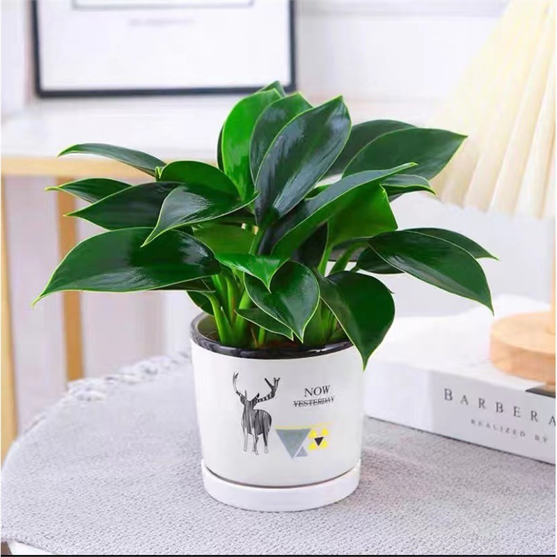 3개의 골든 다이아몬드 25-30cm 엘크 세라믹 냄비 + 영양 용액