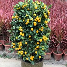 ��ۘ�����������С��ێ����҃ȿ͏d�k����������۰lؔ���f���