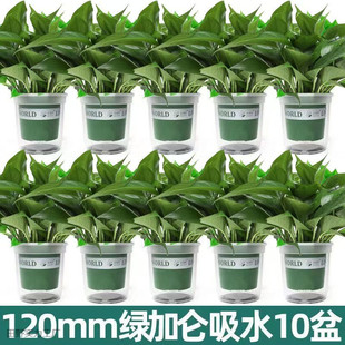 �G�j�����҃�ˮ�������՚��L�ٵ��mֲ��G�}�҃ȾGֲ���ܳ�