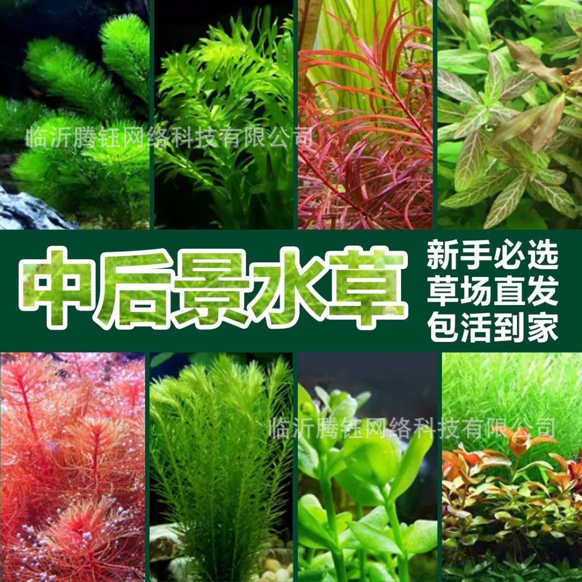 水草蜈蚣草绿宫廷红宫廷绿菊后景水草批发草缸造景