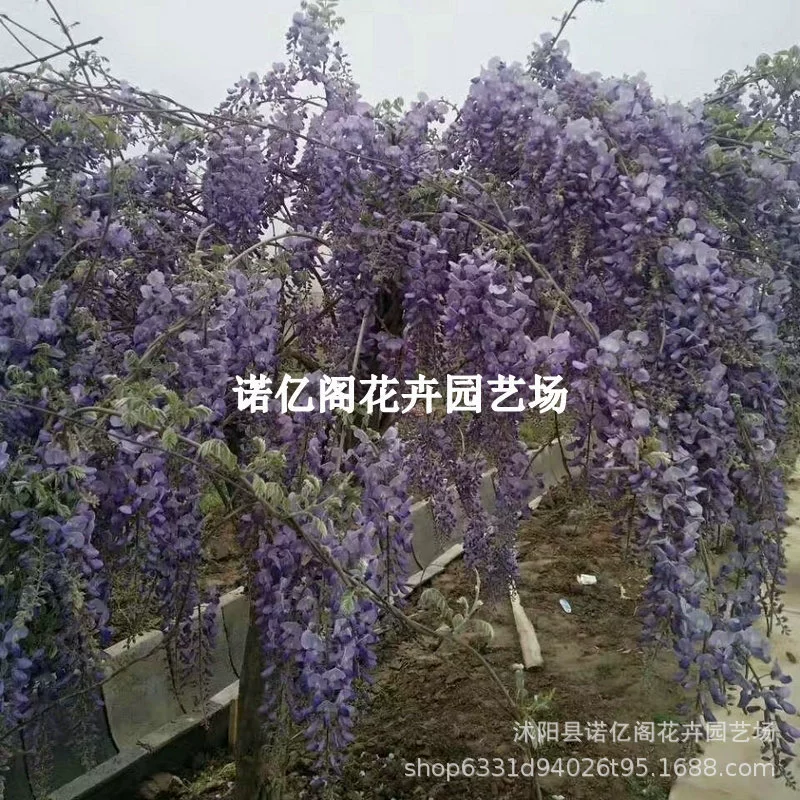 Глициния цветок саженцы вьющиеся лозы растения в горшках четыре сезона цветения цветы Ziteng деревьев Саженцы старый ворс озеленение двор озеленение зеленые растения