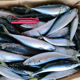 软体类;鱼类;食品饮料加工