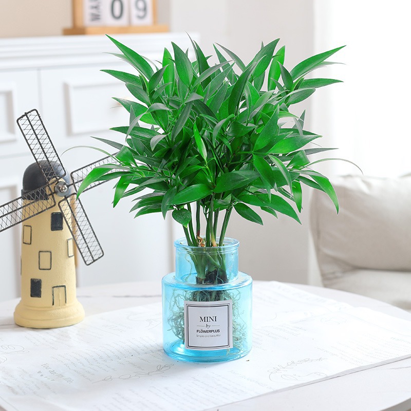 모기퇴치대나무, 편백나무 10개 + [하이넥 블루 유리병] + 크리스탈 머드 + 영양액