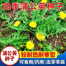 ʳ���ѹ�Ӣ�N��Ұ�˷N�������Ŷ������׷N�׻��ļ��̨�����߲���