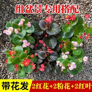 �ļ����Ļ����Դ���󻨲����������ļ������҃�ͥԺ���Ļ�