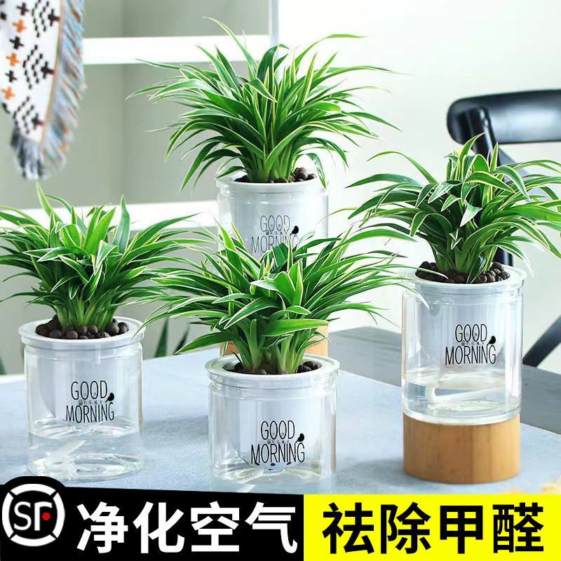 Golden-Edged Chlorophytum Potted Indoor Plant Flower for New Home Air Purification Formaldehyde Absorption Hydroponic Hanging Green Plant