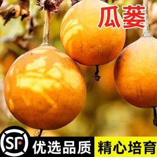 瓜蒌种子籽苗中药材种子食用干净无杂吊瓜栝楼四季播种野生瓜蒌皮-阿里巴巴