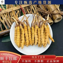 西藏正品金黄饱满整草断草老人煲汤泡茶干货人工一级养殖冻干虫草