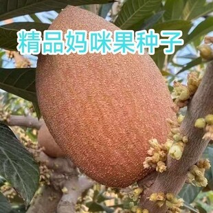 ��������N�ӡ��R�Ӽ{����N���ļ��Ϸ��Nֲ����ͥԺ�̨�N��-n