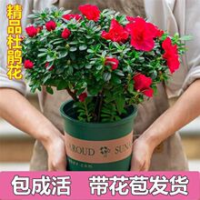 �����������ļ����N���_���Gֲ�҃��⻨��ֲ�������̨ͥԺ�͏d