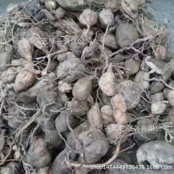 何首乌种球  四季盆栽花卉球根阳台庭院地栽