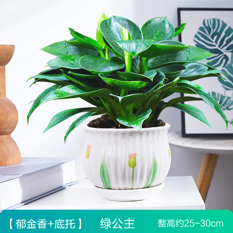 25-30cm 금 다이아몬드 3개 + 연잎 도자기 대야 + 영양액 2개 ✦