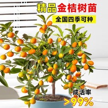 ������ͥԺ�ļ���ۘ�����Դ�Ƥ�����̨�玧��ʳ���ͺ�ֲ������