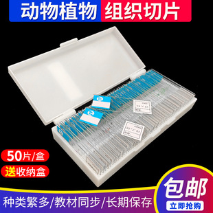 ������Ƭ�bƬ��Ѫ�TƬ���w�Ĵ�M����ĸe���ֳ��������bƬ