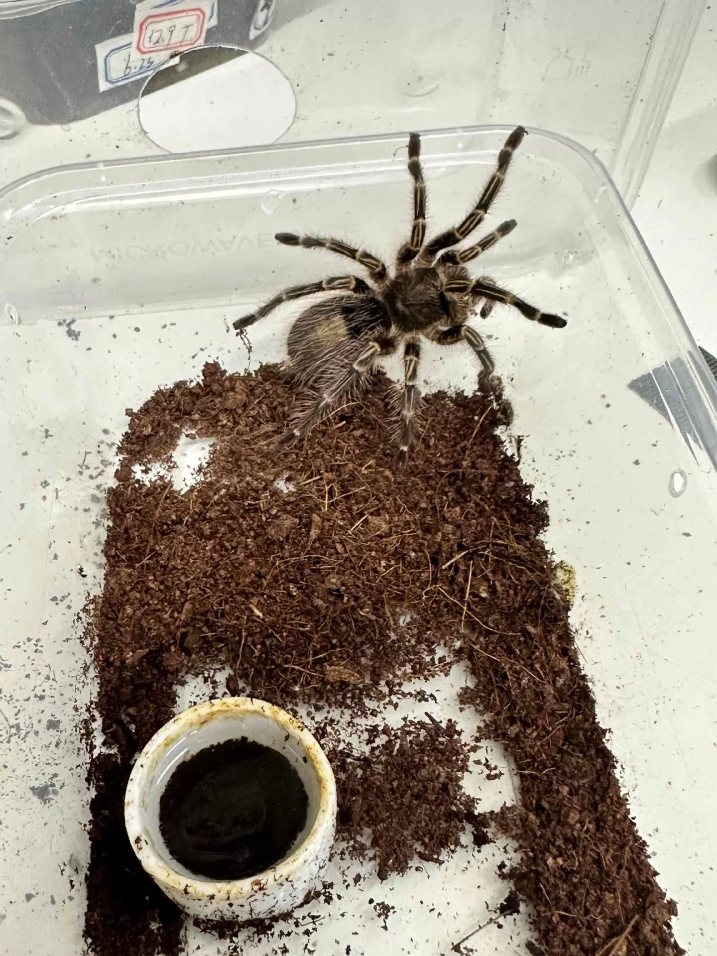 Бразильский гигантский золотой паук Naojie, живое домашнее животное 16 см, послушный лазающий питомец