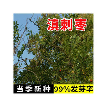 ��̗��N��ţ�������N����ľ�N���ļ�̨������ӡ�ȗ�ë�~�������N