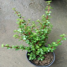 ��֦���~�����辰�����Ϙ��̨�҃��k���һ��ܾGֲ