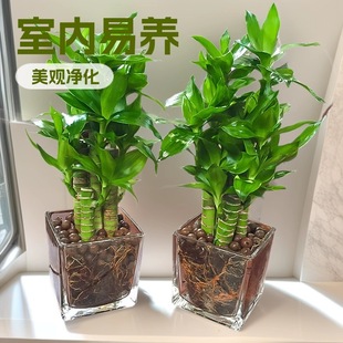 �ɻ����Ĳ���ˮ�B���������k������ˮ��ֲ����B�ļ����໨�ܾGֲ