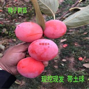 ���Ә���ͥԺ�޽ӹ�����������Ә�𾧟o�������玧������Y��