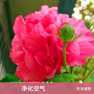 ܽ�ػ������ﶬ�_��ͥԺ�̨�ذ�����ܽ�ػ�.