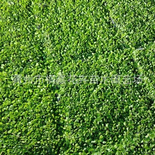 Jiyan Chui Grass Qingzhou Yuanjing Grass Base Flower Mirror Flower Bed Cold-Resistant, Heat-Resistant and Tread-Resistant Four Seasons Flowering Lawn