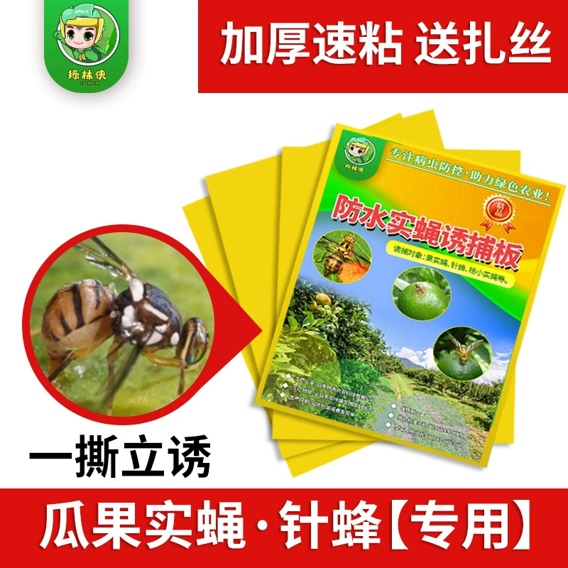 Плоды дыни, плодовая муха, вискоза, сад, цитрусовая большая плодовая муха