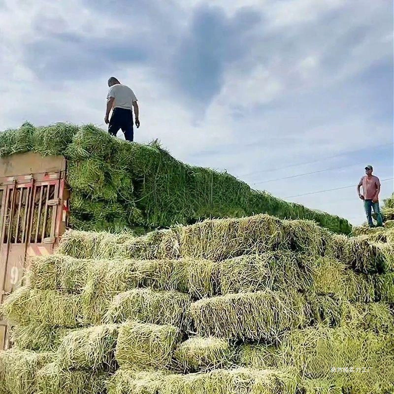 Домашнее люцерновое сено для крупного рогатого скота и лошадей, сено для крупного рогатого скота и овец, корм для альпак, корм для овец, влажный корм