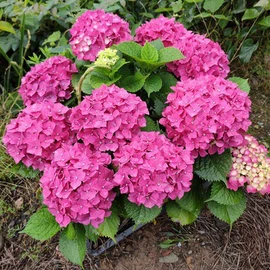 盆栽;月季蔷薇植物;乔木