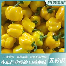 ���r�� �ʽ����ԈA����ʽ����ӽ��t���S��ˮ����̫�ս�����