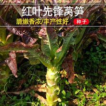 �t�~�n�ķN���ļ��n�S�N���������͟��ͺ����ѷN�r����@�߲˲���