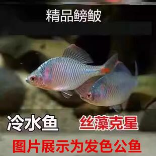 ���Q�~ ��Ƥ�~�^�p�~��ˮ�~ԭ���~�߲ʸ��w��Ƥ���wС�͵�ˮ�~��