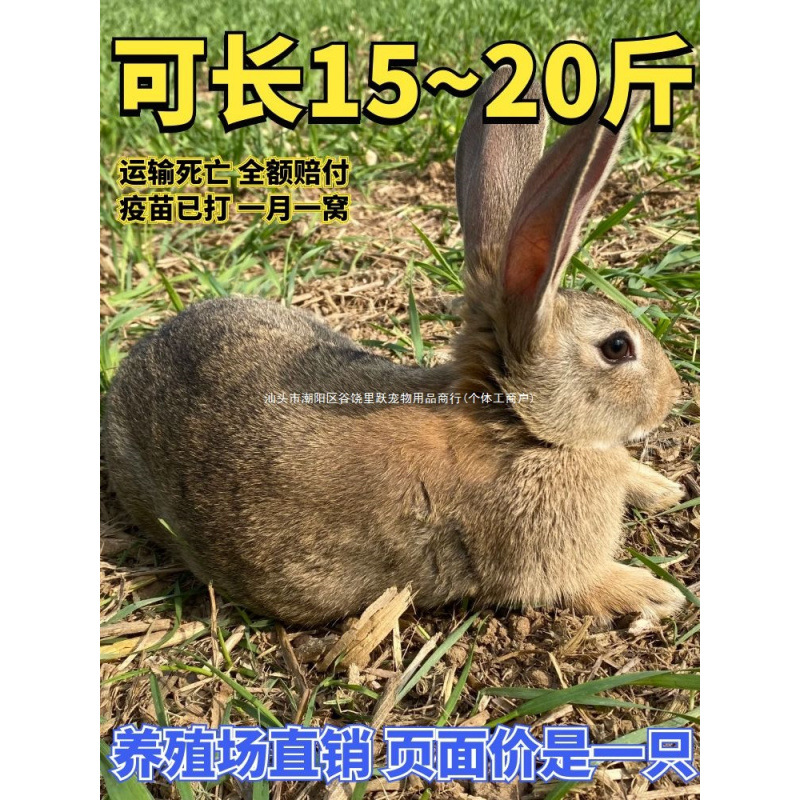 种兔活物大型肉兔公母一对成年食用家养兔比利时小兔幼苗兔子跃宠