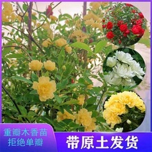 正宗红木香花苗白黄木香爬藤浓香型四季开花爬藤植物庭院阳台耐寒