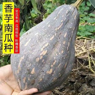 �����ϹϷN����Ʒ�N��Ŵ�Ϲ����ļ��߮a�����������ٴ���߲˷N��