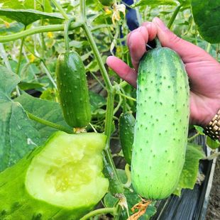 ˮ���S�ϷN�Ӵ���o�ܝM�����ϱ����̨����ͥԺ�߲˷N���ļ����N