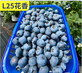 �����{ݮ����Ʒ����{ݮ���箔��Y��ͥԺ�̨�҃����Ե��Թ�����