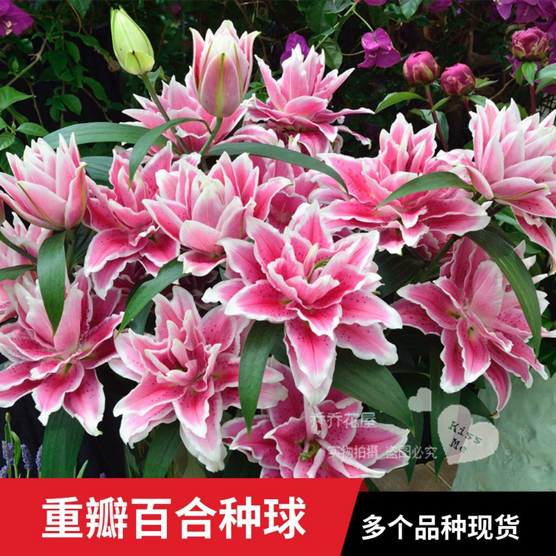 Голландские импортные парфюмерные лилии, серия с двойными лепестками, множество сортов, в наличии.