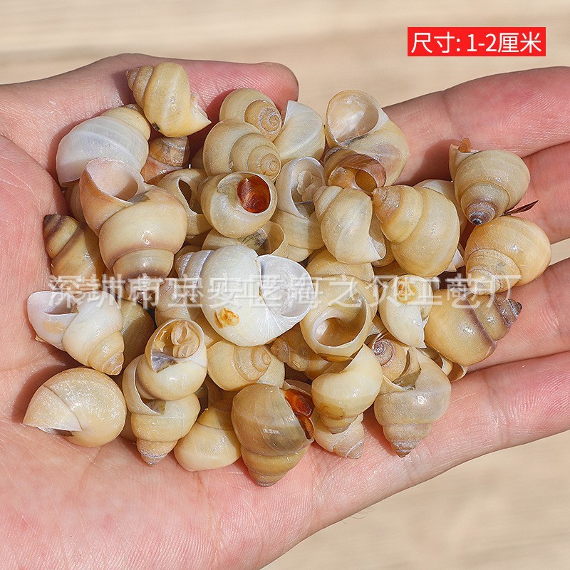 Concha Daquan natural con cera de pescado, materiales decorativos mediterráneos DIY al por mayor