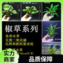 椒草系列水草阴性中前景水草好养无需二氧化碳鱼缸草缸装饰造景啟