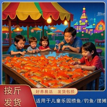 红草鱼按斤龙鱼饲料活体观赏鱼小草金锦鲤鱼公园批发活鱼