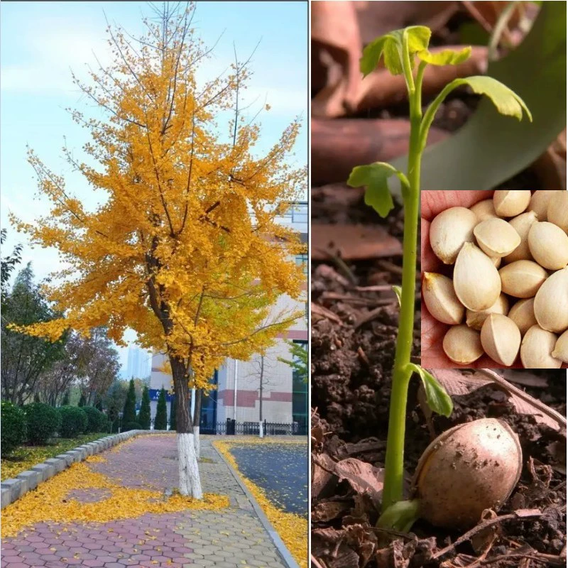 Оптовая Новые Семена Гинкго Семена Дерева Гинкго Инженерное Озеленение Семена Дерева