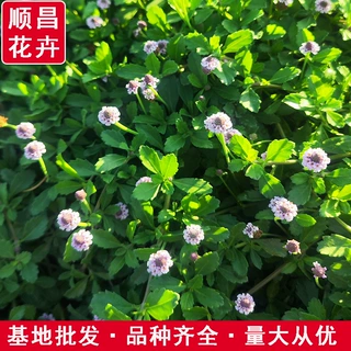 姬岩垂草 耐热耐寒四季开花室外草坪庭院 地被花卉绿化护坡宿根花