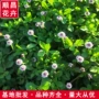 耐寒绿化护坡开花花卉