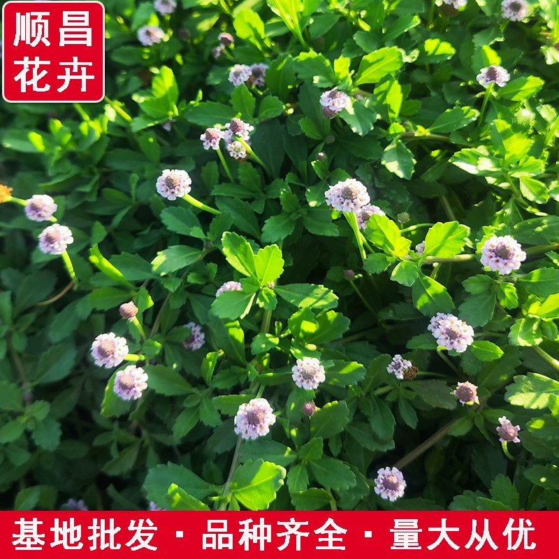 Подвесная трава Jiyan, термостойкая и морозостойкая, цветет в любое время года, открытый газонный двор, цветы для покрытия почвы, зеленение, защита склонов, многолетние цветы.