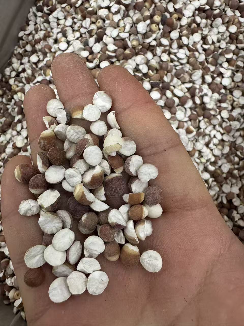 Dried Gorgon Fruit Qian Shi Euryale Ferox Seeds for Soup Tea and Congee 1000g Sulfur-Free Guangdong specifications