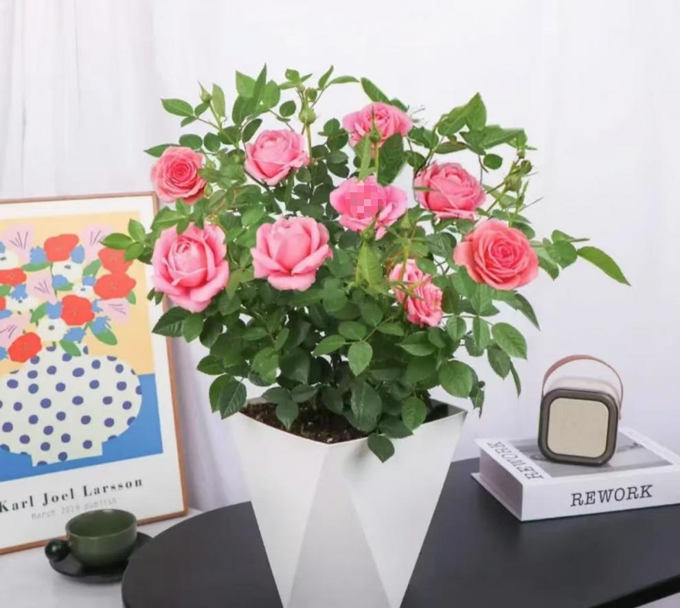 /O1CN01yrdCQ01MMPUJCUtMV_!!2220274481420-0-cib.jpg?x-oss-process=image/format,png