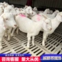 美国养殖活体白山羊