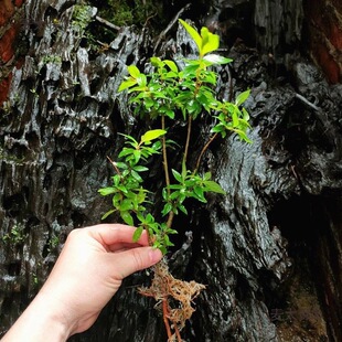 �G�~���쾰ԭ���Bˮ��ˮ��÷�҃ȾGֲˮ��ֲ��ֲ������Ϙ�