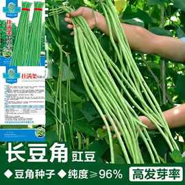 长豆角种子挂满架豇豆种子中早熟豆角种籽特长豆角种四季种植原Z